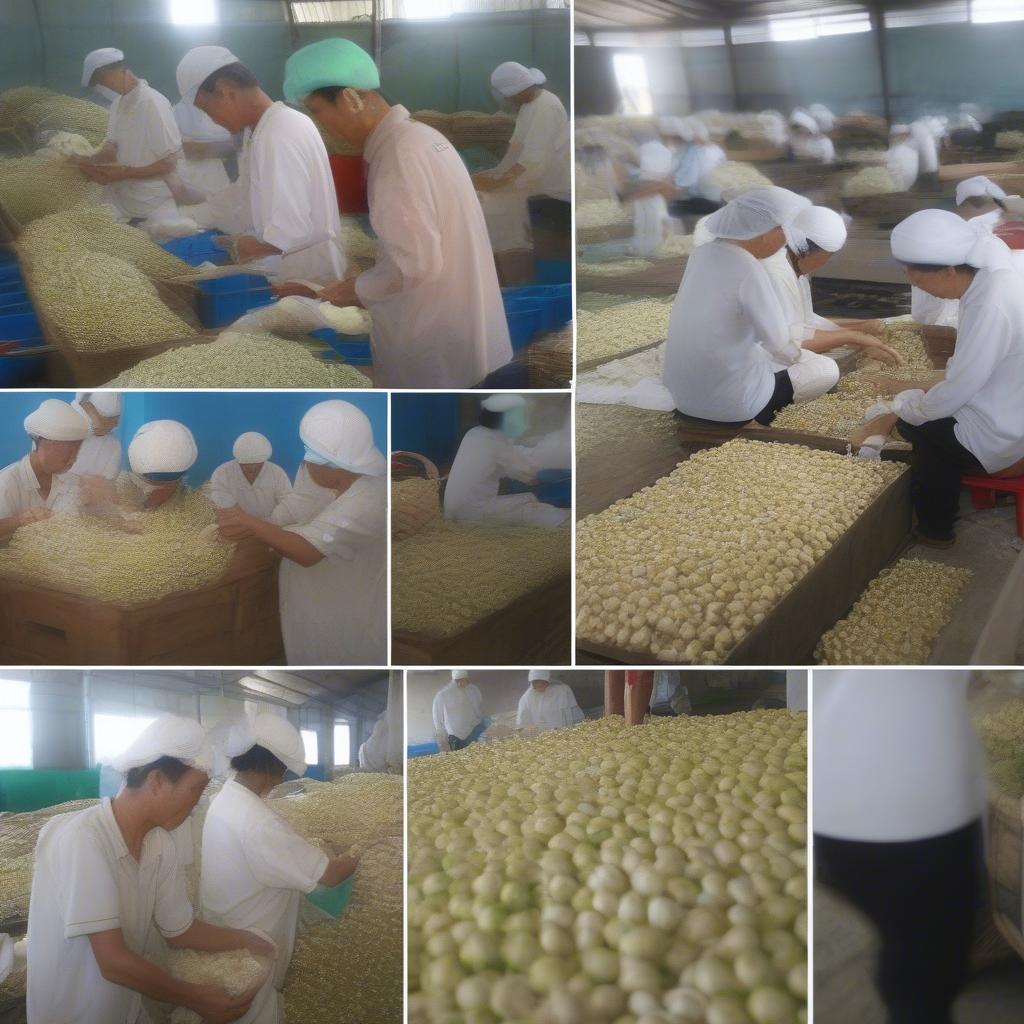 Hình ảnh Hợp Tác Xã Tỏi Lý Sơn